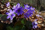 Primavera d'intorno brilla nell'aria !